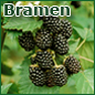 Bramen