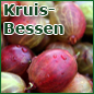 Kruisbessen