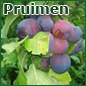 Pruimen