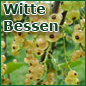 Witte bessen